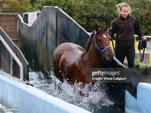 The Anthony Freedman trained Santa Ana Lane is seen enjoying a swim during a Melbourne Trackwork Session at Flemington on March 06, 2019 in...