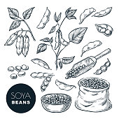 Soybean sketch vector illustration. Soya beens, pod on green plant, seeds in sack. Hand drawn isolated design elements
