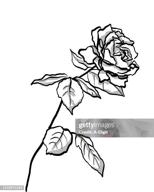 bildbanksillustrationer, clip art samt tecknat material och ikoner med vild ros full blom - wild rose