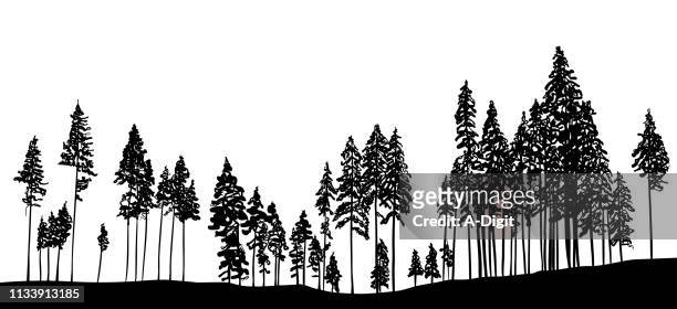 bildbanksillustrationer, clip art samt tecknat material och ikoner med smala träd i skogen - tallträd