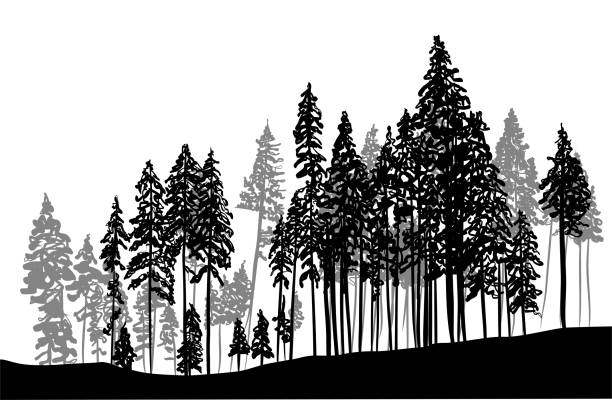 Tree Graphics Bw 127,748 B&W Landscape Stock Photos, High-Res Pictures, and Images ...