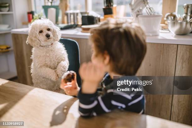 cute boy delen van zijn cookie met zijn huisdier - begging animal behavior stockfoto's en -beelden