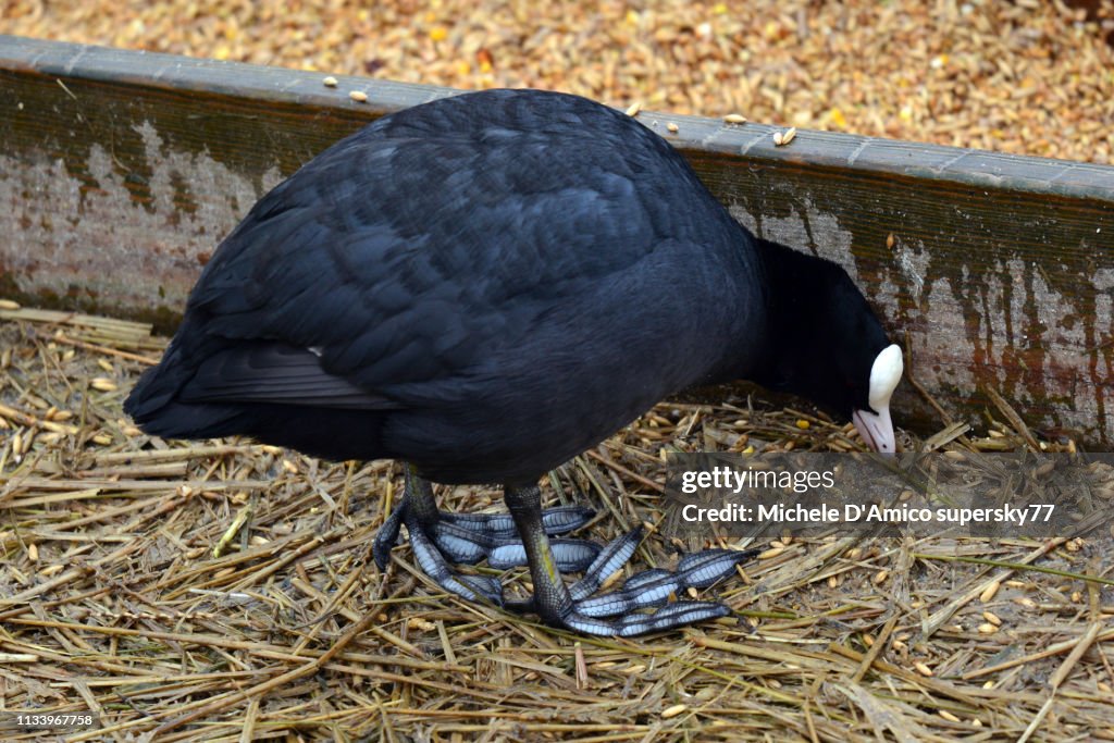 Common Coot (Fulica atra) feeding