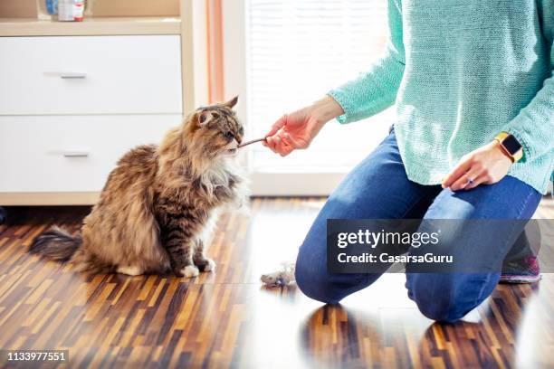 volwassen vrouwelijke pet-eigenaar voederen haar siberische kat - kattenvoer stockfoto's en -beelden