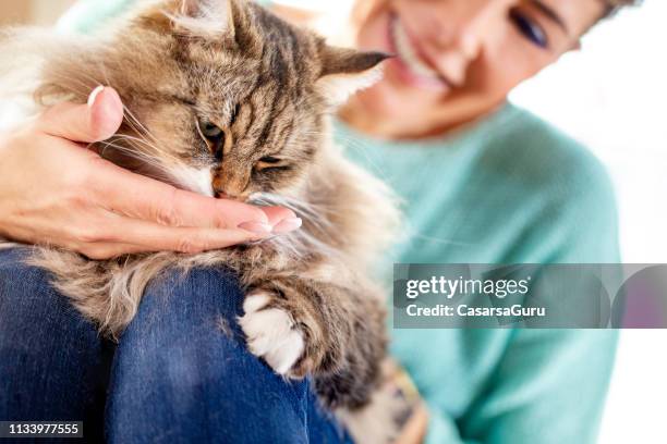 volwassen vrouw die haar siberische kat voedt - siberian cat stockfoto's en -beelden