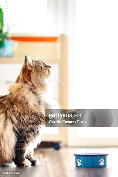 siberian cat waiting at his plate for food - feeding cat stock pictures, royalty-free photos & images