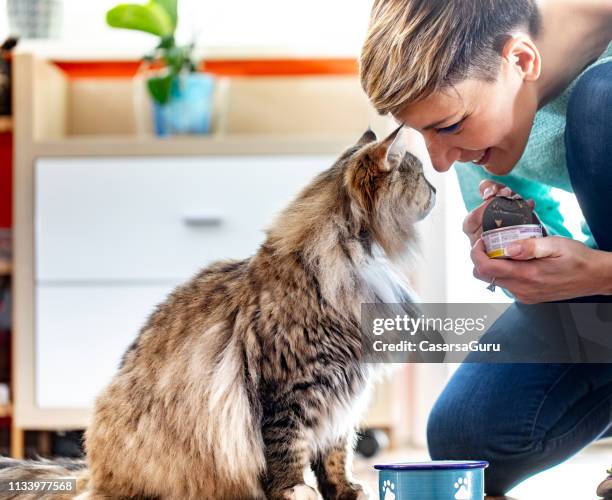 smiling adult woman feeding her siberian cat with can food - cat food stock pictures, royalty-free photos & images