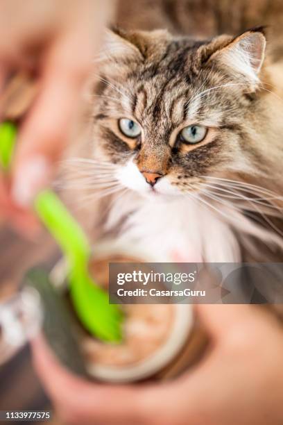 siberian cat waiting for tuna can cat food - feeding cat stock pictures, royalty-free photos & images