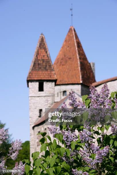 Lilac Sprays and Medieval Town Wall of Tallinn.