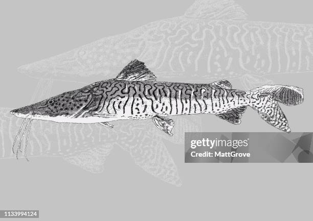 zebra catfish - zebrafish stock illustrations