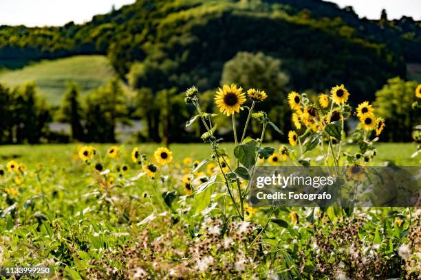 sunflowers in monferrato italy - soleggiato stock-fotos und bilder