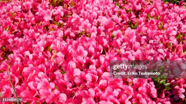 tsutsuji - azalea - 日本の stock pictures, royalty-free photos & images