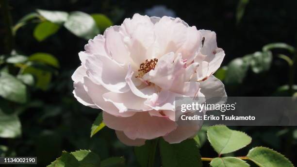 pale pink rose head - 繊細 stock-fotos und bilder