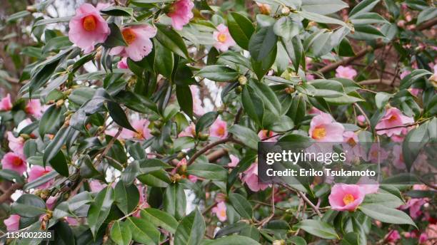 camellia hybrid 'izumo-kaori' - 成長 stockfoto's en -beelden