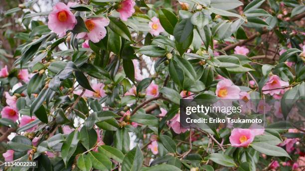 camellia hybrid 'izumo-kaori' - 植物学 - fotografias e filmes do acervo
