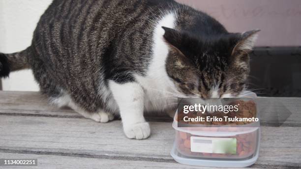 a stray cat eating dry food - 哺乳類 stock-fotos und bilder