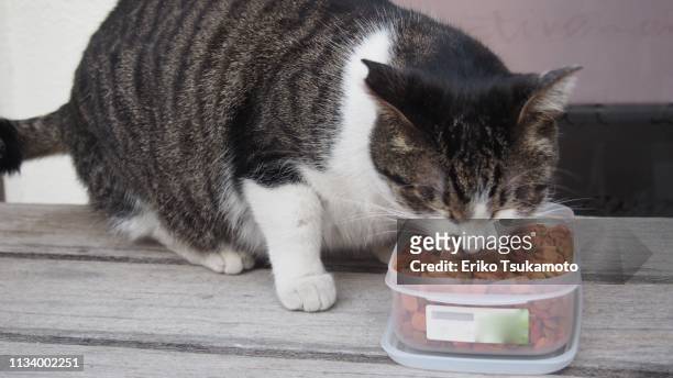 a stray cat eating dry food - 飼い猫 個照片及圖片檔