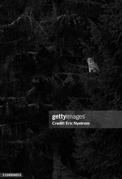 owl on the perch - vilda djur stockfoto's en -beelden