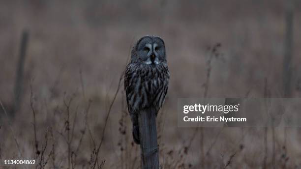 great gray owl - naturen fotografías e imágenes de stock