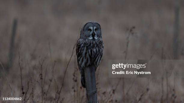 great gray owl - vilda djur stockfoto's en -beelden