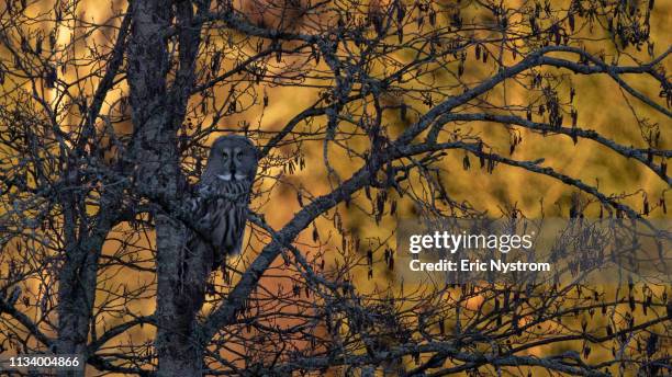 golden owl - klart ljus stockfoto's en -beelden