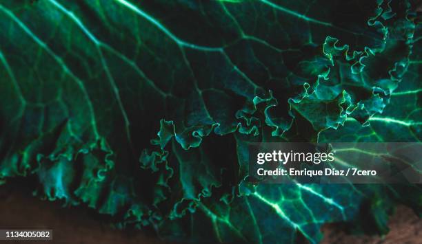 kale leaves close up - soup vegtables stock-fotos und bilder