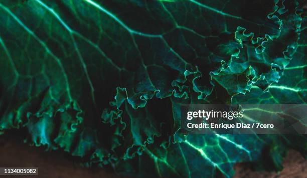 kale leaves close up - kale stock pictures, royalty-free photos & images