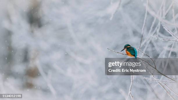 winterland - naturen fotografías e imágenes de stock