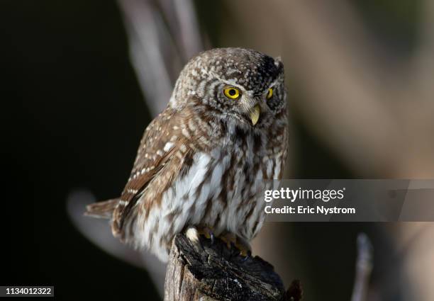 hunting owl - vilda djur stockfoto's en -beelden