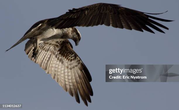 bird of prey - vilda djur stockfoto's en -beelden