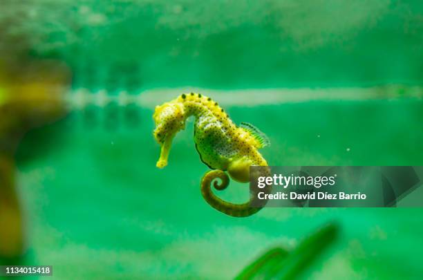 sea horse swimming in the water on green background - pez tropical stockfoto's en -beelden