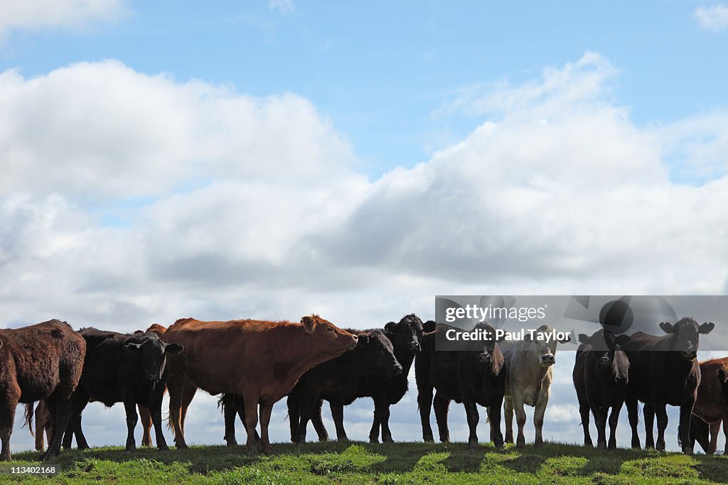 Cattle on Green Hill