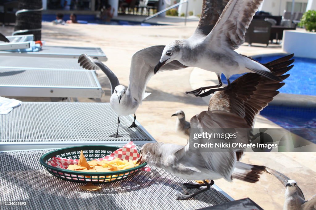 Seagull Lunch 3