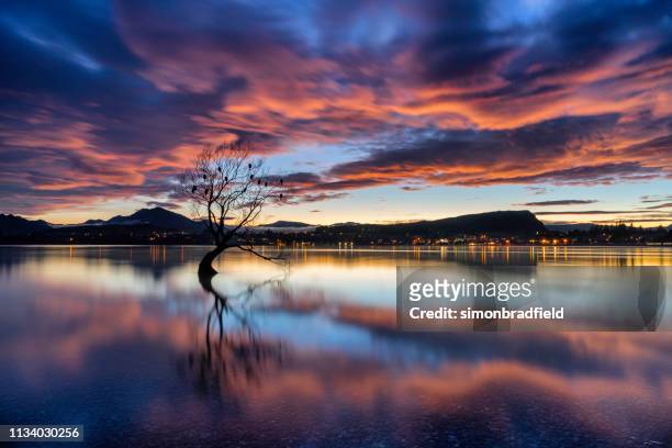 dawn and the tree at lake wanaka, new zealand - lake wanaka stock pictures, royalty-free photos & images