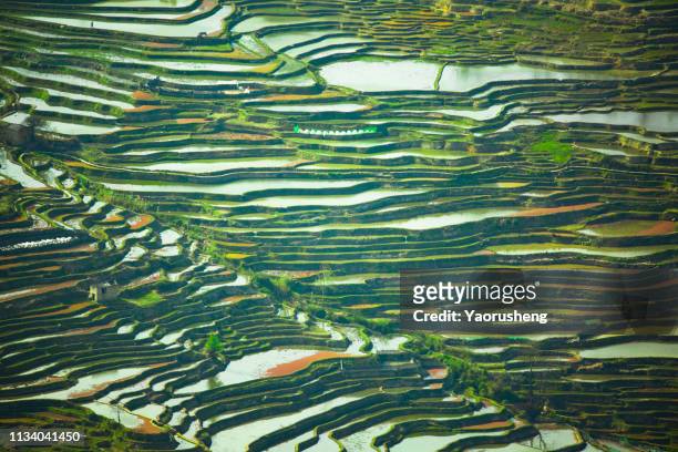 beautiful rice terraces of yuanyang in spring season, yunnan, china - yuanyang stockfoto's en -beelden