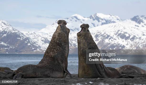 elephant seals fighting. - elephant seal fight stock pictures, royalty-free photos & images