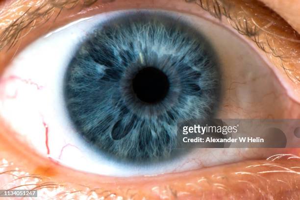 eyeball - blue eye stockfoto's en -beelden