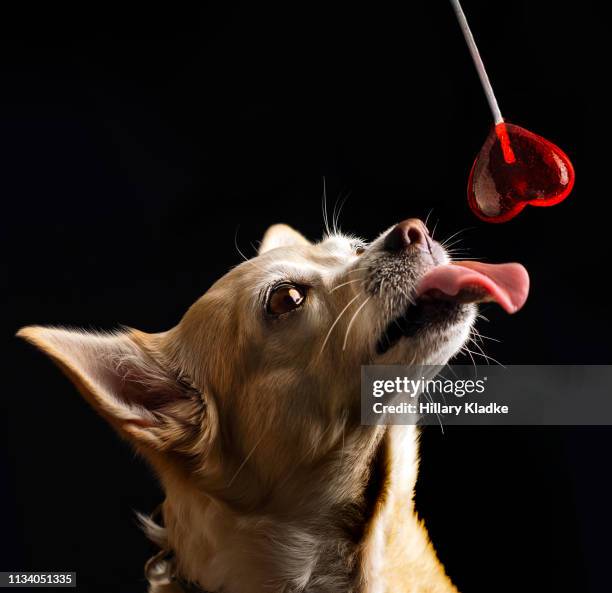 chihuahua licking heart lollipop - candy cane foto e immagini stock