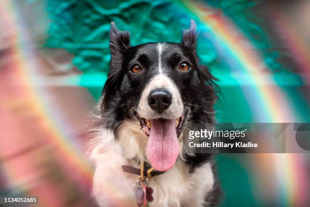 portrait of a border collie with rainbows - collar stock-fotos und bilder