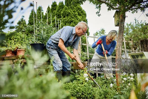senior couple working in garden together - couple gardening stock pictures, royalty-free photos & images