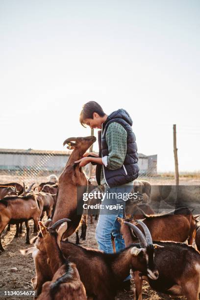 los voluntarios de goat farm - queso de cabra fotografías e imágenes de stock