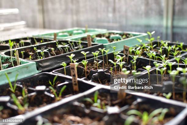 young seedlings germinating in the greenhouse - tomato greenhouse stock pictures, royalty-free photos & images