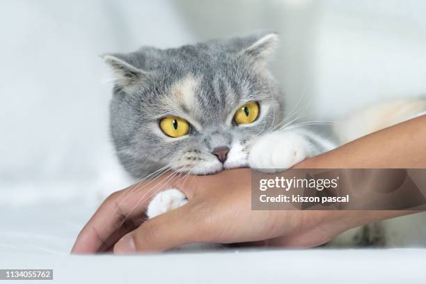 cute scottish fold cat biting a human hand while playing. - bijten stockfoto's en -beelden