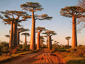 avenue of the baobabs