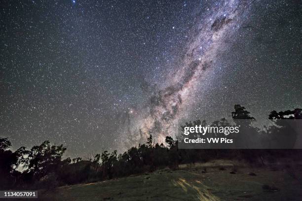 The southern Milky Way and galactic centre rising on an April night in Australia, with the Dark Emu rising and now cleared the trees with hsi head,...