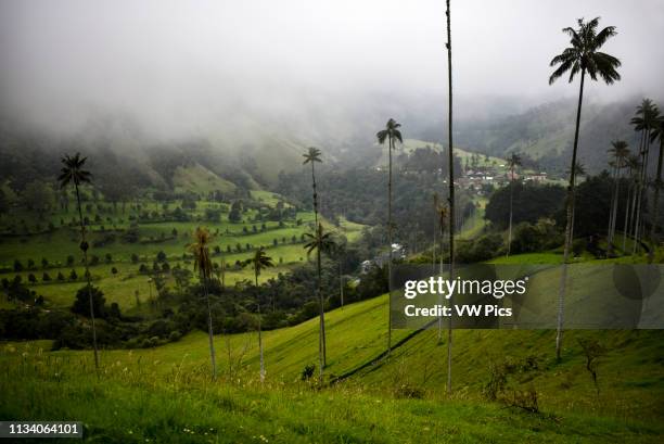 The Cocora Valley Spanish: Valle de Cocora is a valley in the department of Quindío, just outside the pretty little town of Salento, in the country...