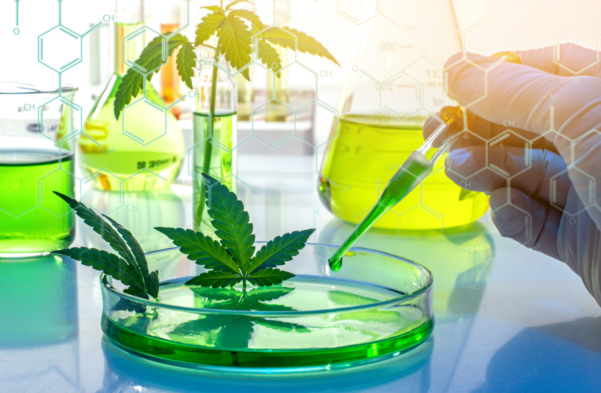 cannabis research