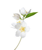 Branch of  Jasmine's (Philadelphus) flowers isolated on white background.