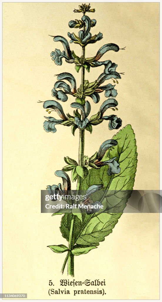 Salvia pratensis-Aus dem botanischen Lithografiebuch im viktorianischen Stil. München 1880-1889, Deutschland.