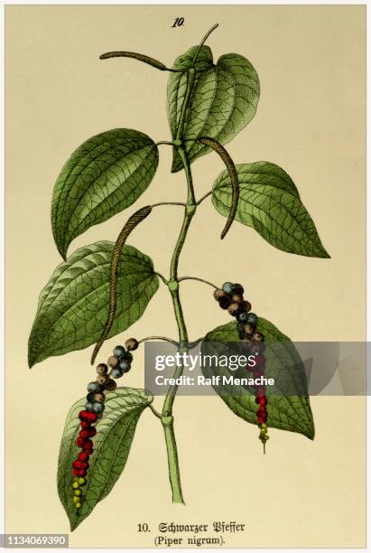 bildbanksillustrationer, clip art samt tecknat material och ikoner med piper nigrum-beskäras från viktorianska stil botaniska litografier bok. münchen 1880-1889, tyskland. - peppar